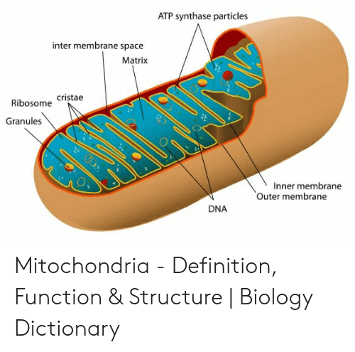 Mitochondrial myopathy