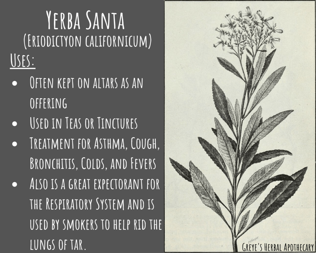 Health benefits of yerba santa