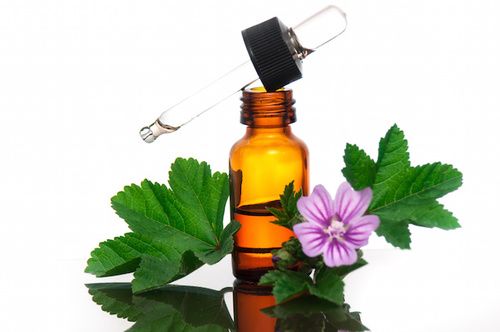 mallow essential oil
