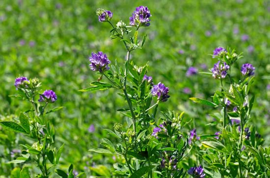 Health benefits of alfalfa