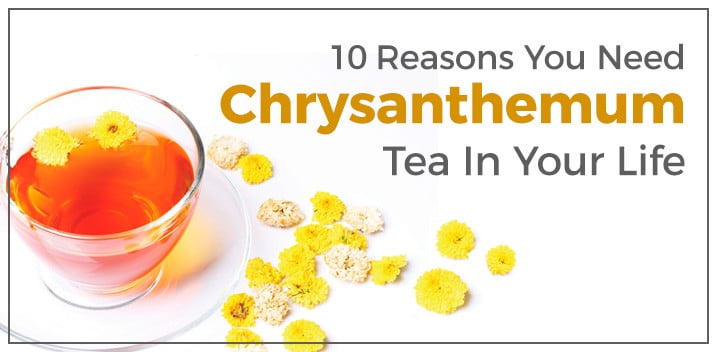 10 Incredible Chrysanthemum Tea Benefits Health Benefits Of Chrysanthemum Tea