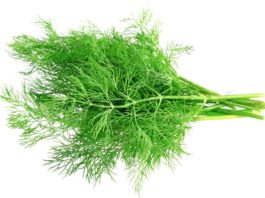 Health benefits of dill