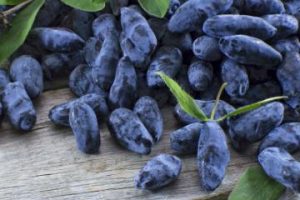 honeyberry 