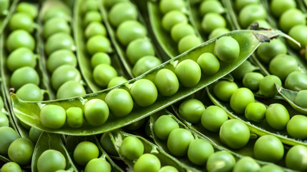 Peas Health Benefits Reduces Bad Cholesterol & Aid Weight Loss