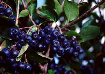Health benefits of chokeberries