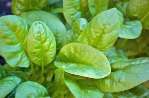 Spinach health benefits