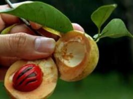 Health benefits of nutmeg oil