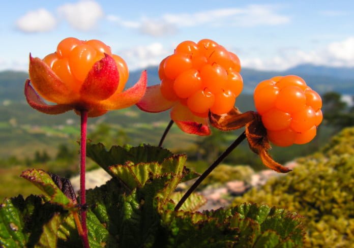 Health benefits of cloudberry