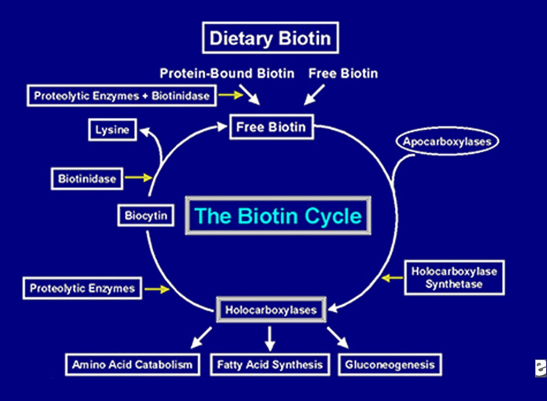 Health benefits of biotin