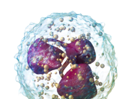 How to maintain neutrophils naturally
