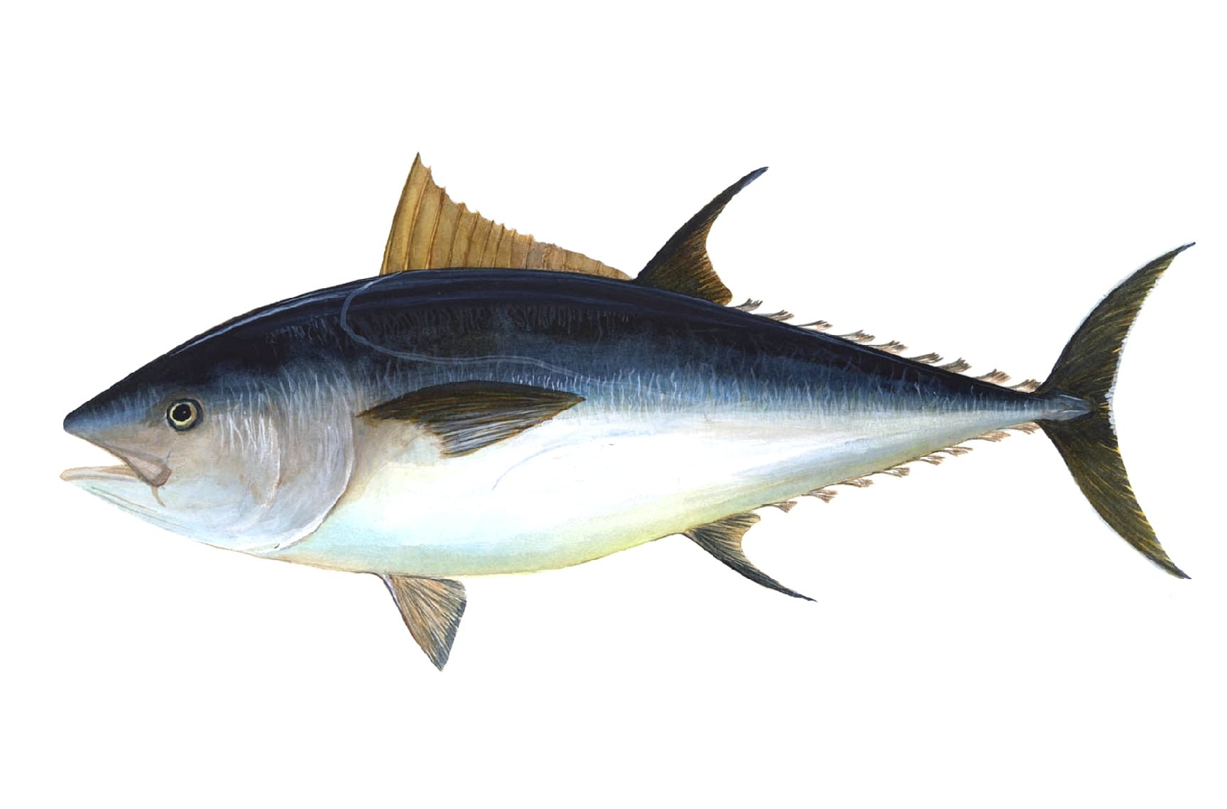 Health benefits of tuna fish