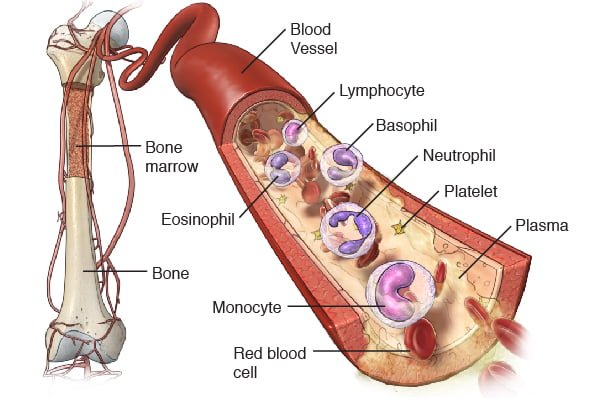 What are the signs and symptoms of bone marrow disease?