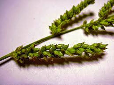 Health benefits of jungle rice