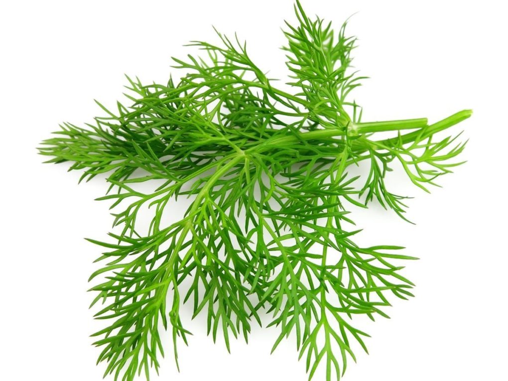 Health benefits of dill