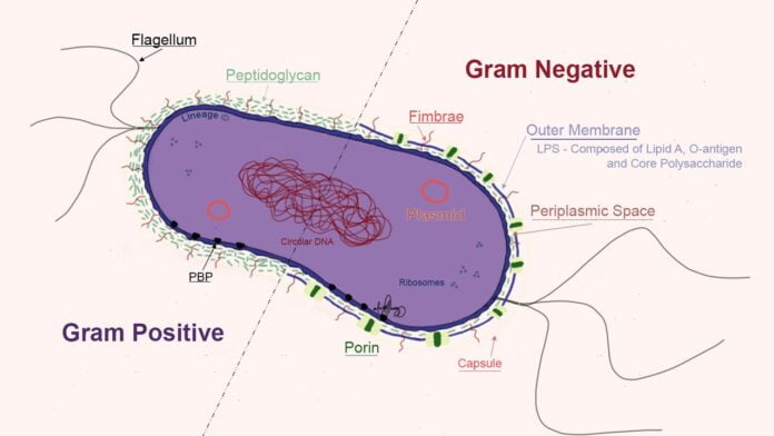 Gram Negative Infection