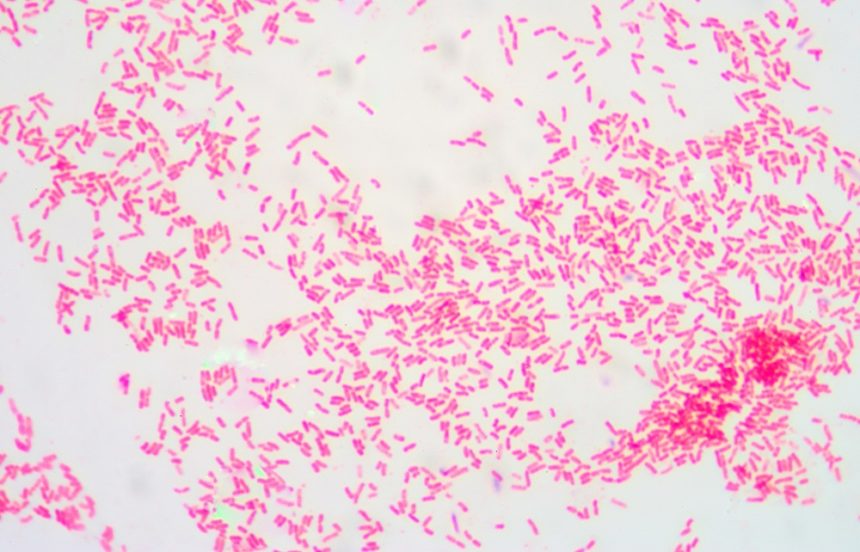 Gram Negative Infection Treatments