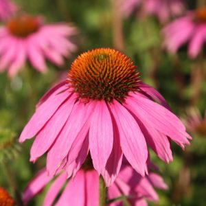 Health benefits of Echinacea