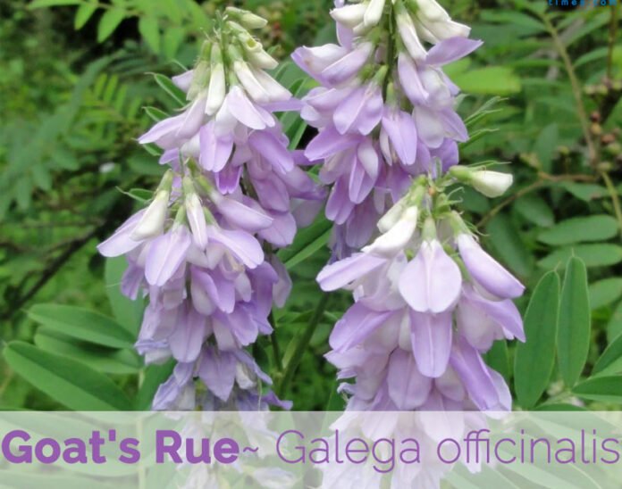 Health benefits of goat's rue