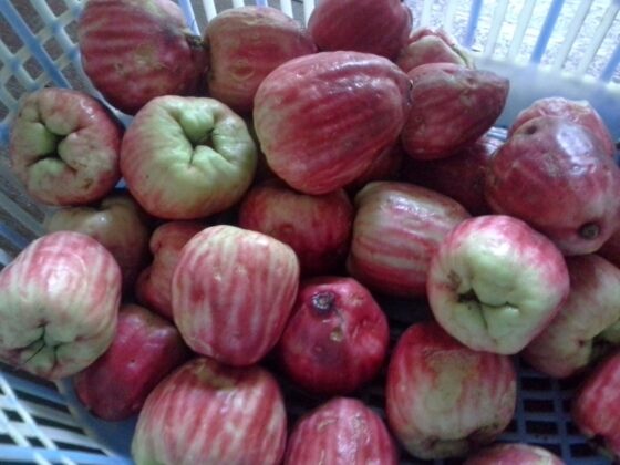 10 Amazing Malay Apple Facts And Health Benefits