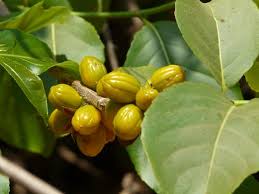 Health benefits of Salacia reticulate Health benefits of Salacia reticulate