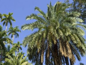 Get soft skin and lips for your baby with babassu oil Health benefits of babassu oil