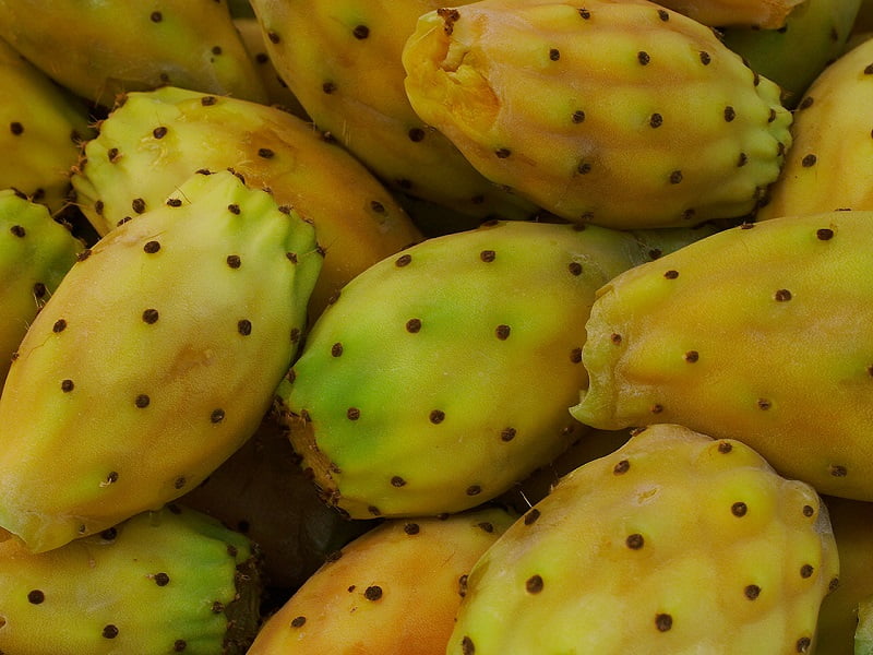 Health benefits of barbary fig