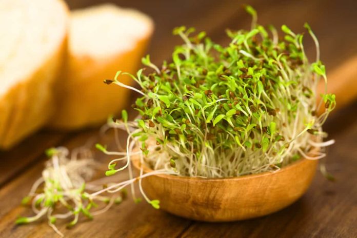 Health benefits of broccoli sprouts