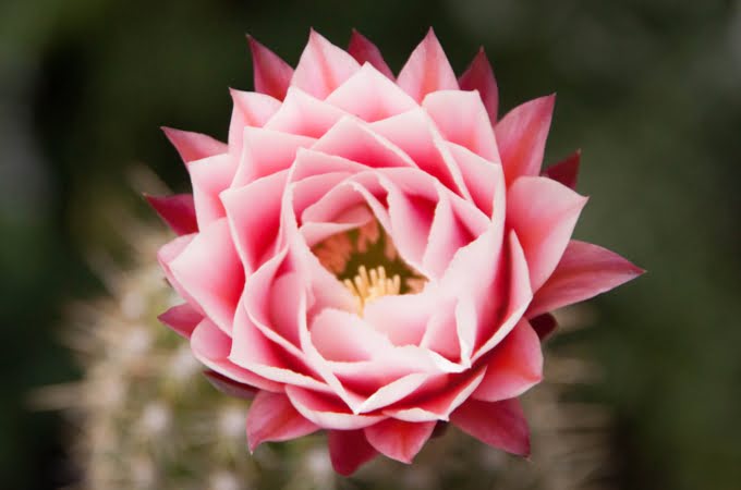 Health benefits of cactus flower