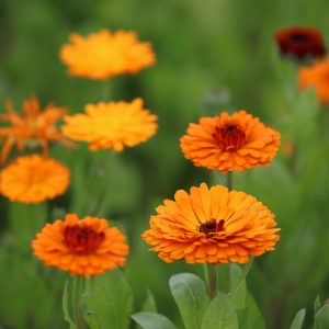 Improve digestive system and protect liver health benefits of calendula Health benefits of calendula