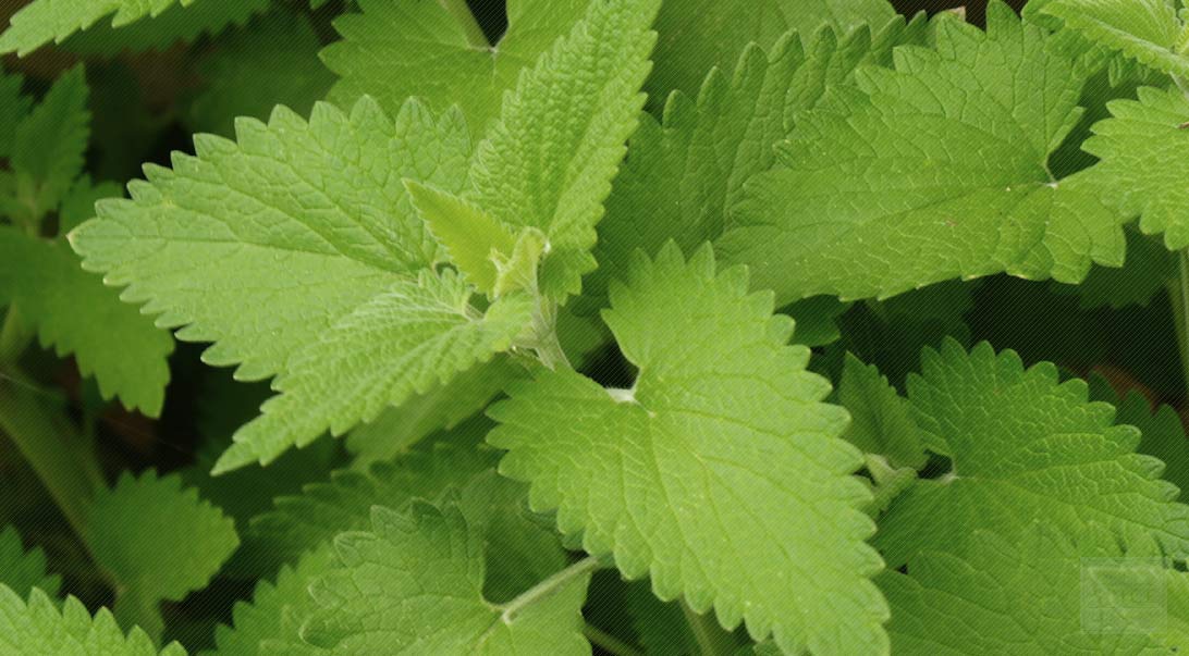 Catnip Oil Is Very Effective Carminative Gives Relief From Gas Troubles