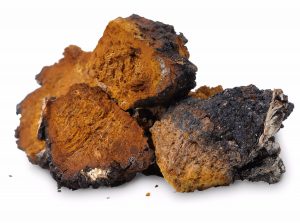 Eating chaga mushroom increases longevity - live more than 100 years Health benefits of chaga mushrooms