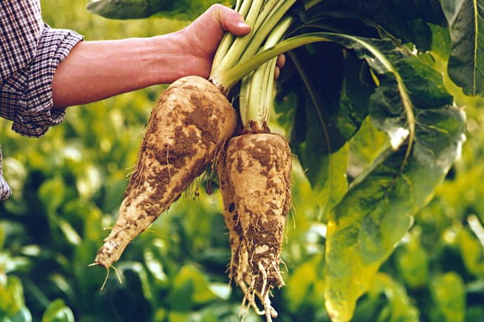 Health benefits of chicory root