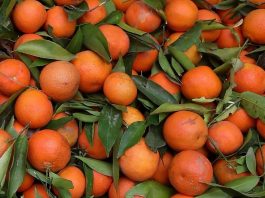 Health benefits of clementine