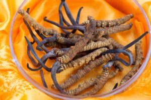 Cordyceps can cure asthma and prevent pulmonary emphysema Health benefits of cordyceps