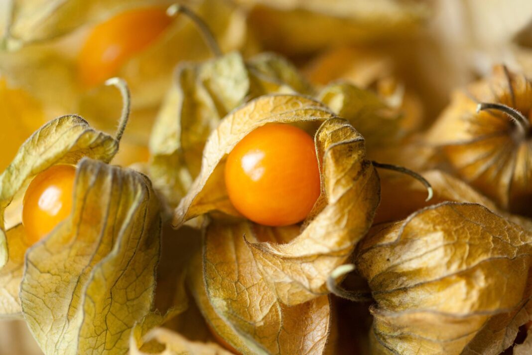 Health benefits of cutleaf ground cherry Health benefits of cutleaf ground cherry
