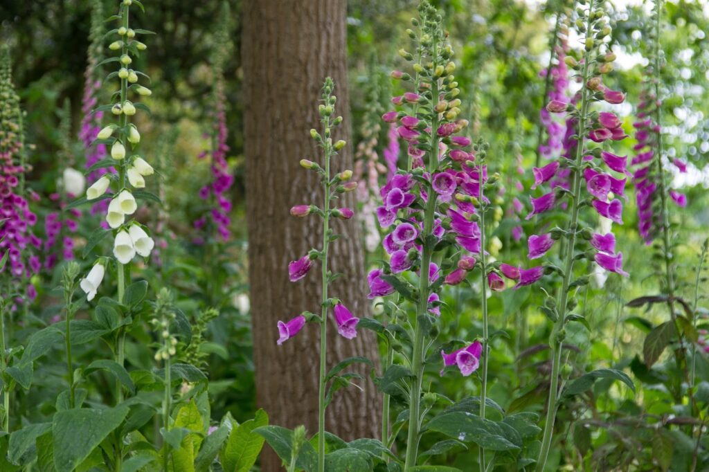 Health benefits of foxgloves