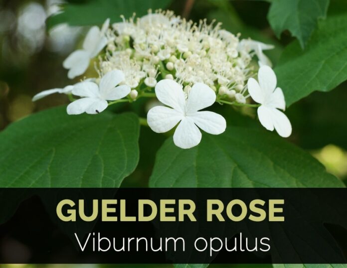 Health benefits of guelder rose