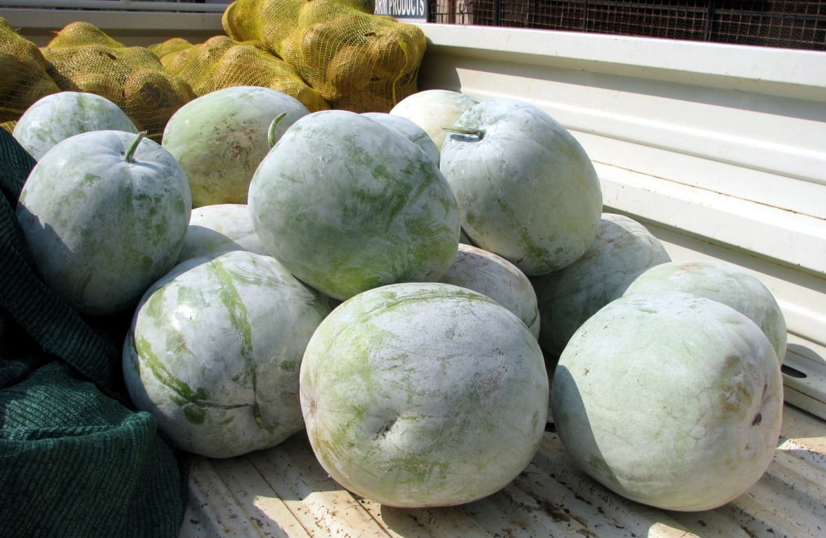 Hairy Gourd Health Benefits Of Hairy Gourd