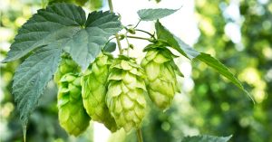 Health benefits of hops