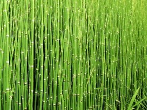 Health benefits of horsetail