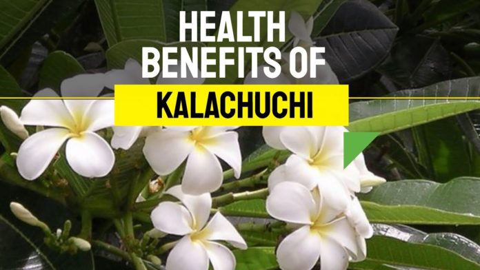 Health benefits of kalachuchi