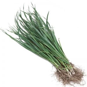 Health benefits of leeks - strengthen your gut, stomach and kidneys Health benefits of leeks