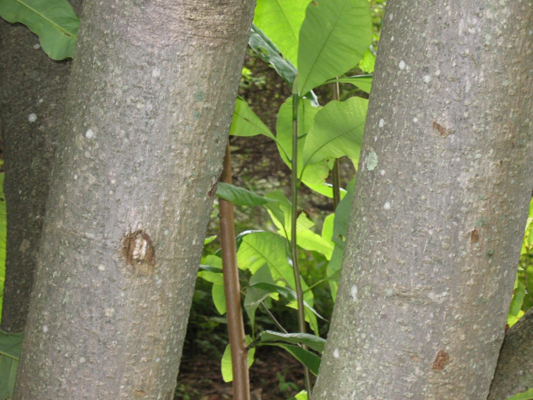 Magnolia bark as effective natural treatment for colon cancer and leukemia Health benefits of magnolia bark