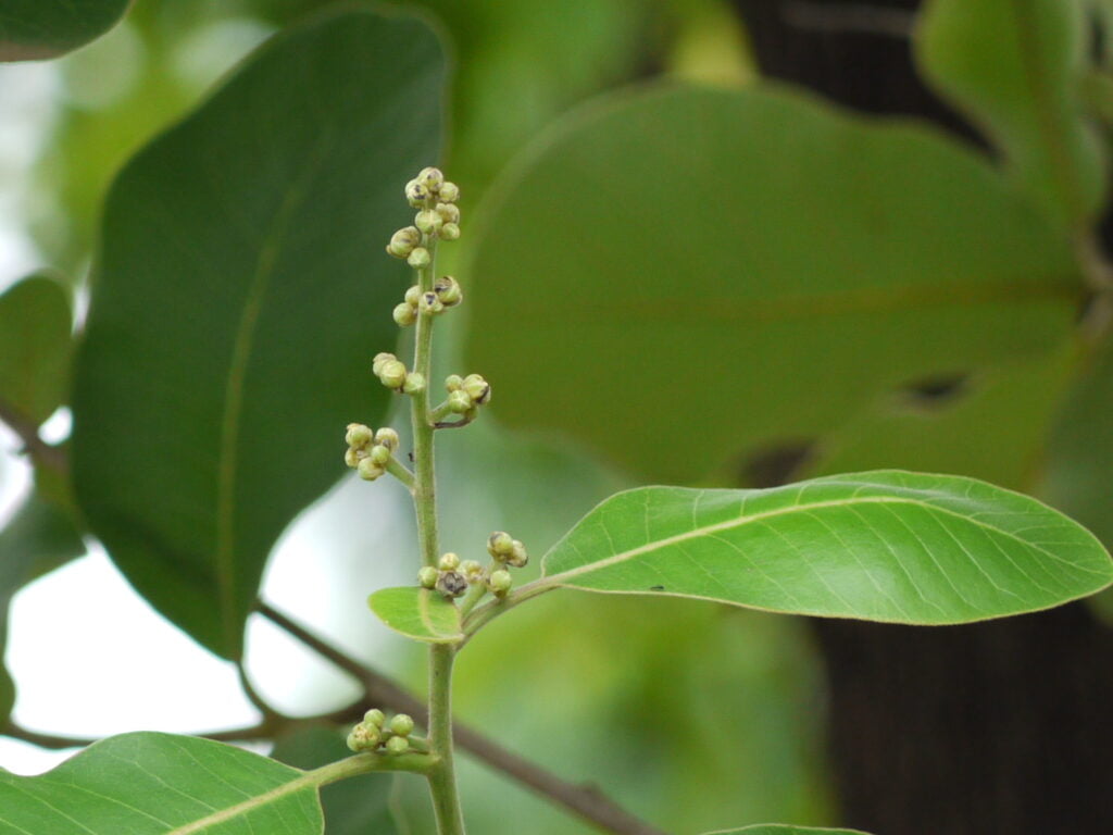 Health benefits of marking nut