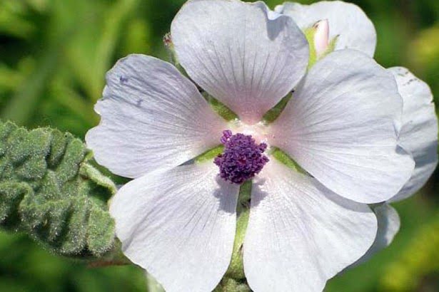 Health benefits of marsh mallow