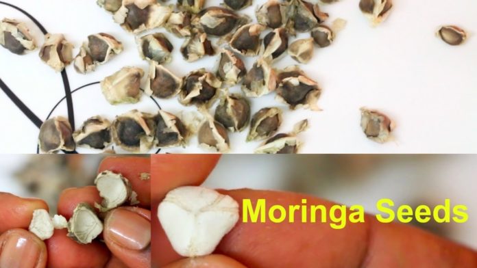 Health benefits of moringa seeds
