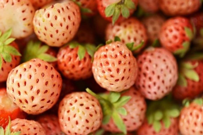 Health benefits of pineberries