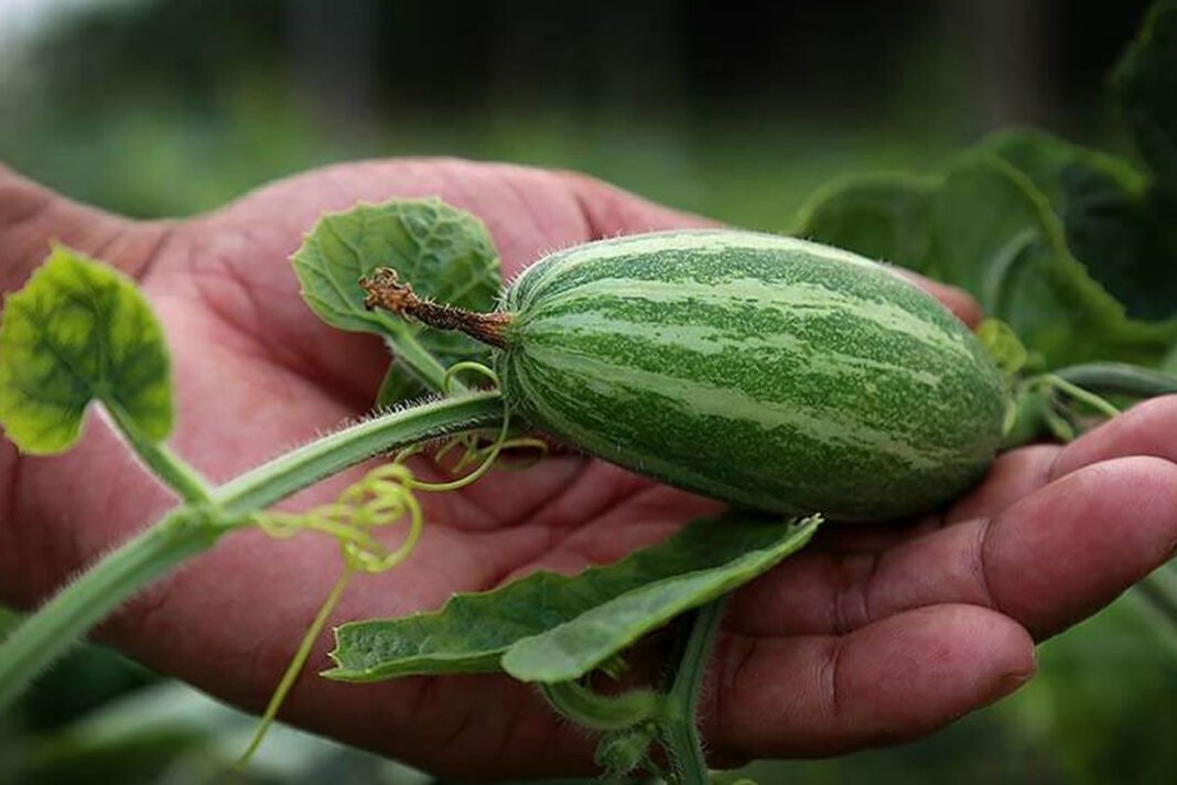 Great health benefits of pointed gourd