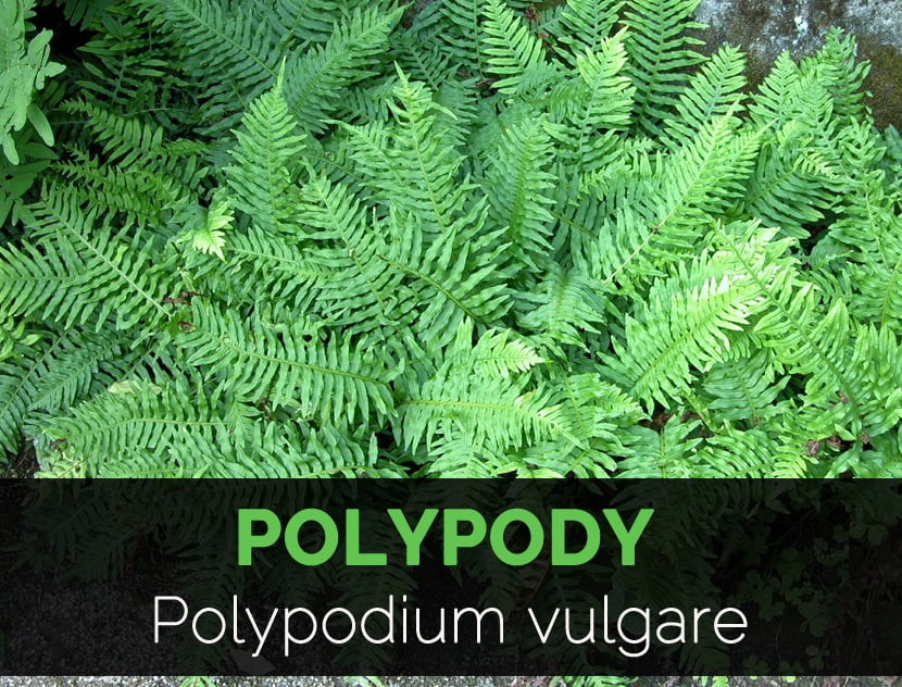 9 Best Health Benefits of Polypody