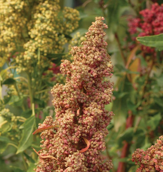 Health benefits of quinoa